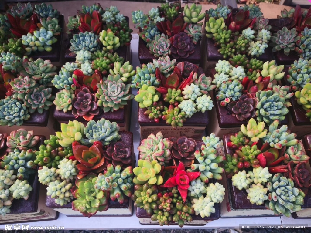 花卉鲜花
