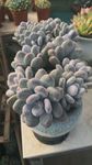 花卉鲜花