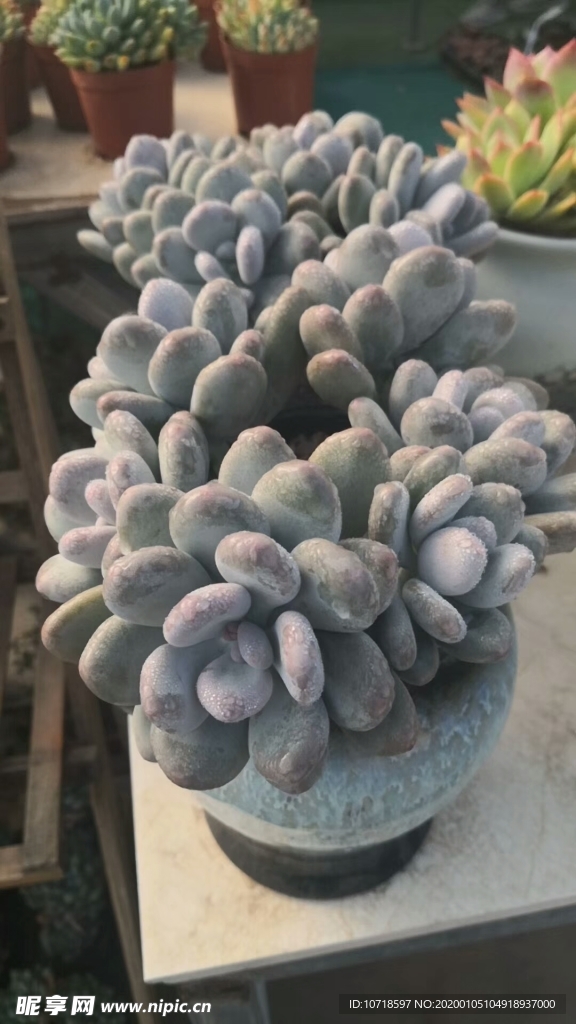 花卉鲜花