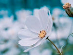 花卉鲜花