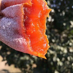柿饼