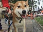 狗头