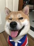 狗头