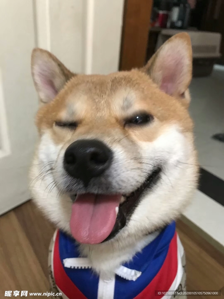狗头