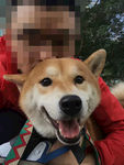 狗头