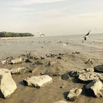 海鸥