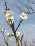 花卉鲜花