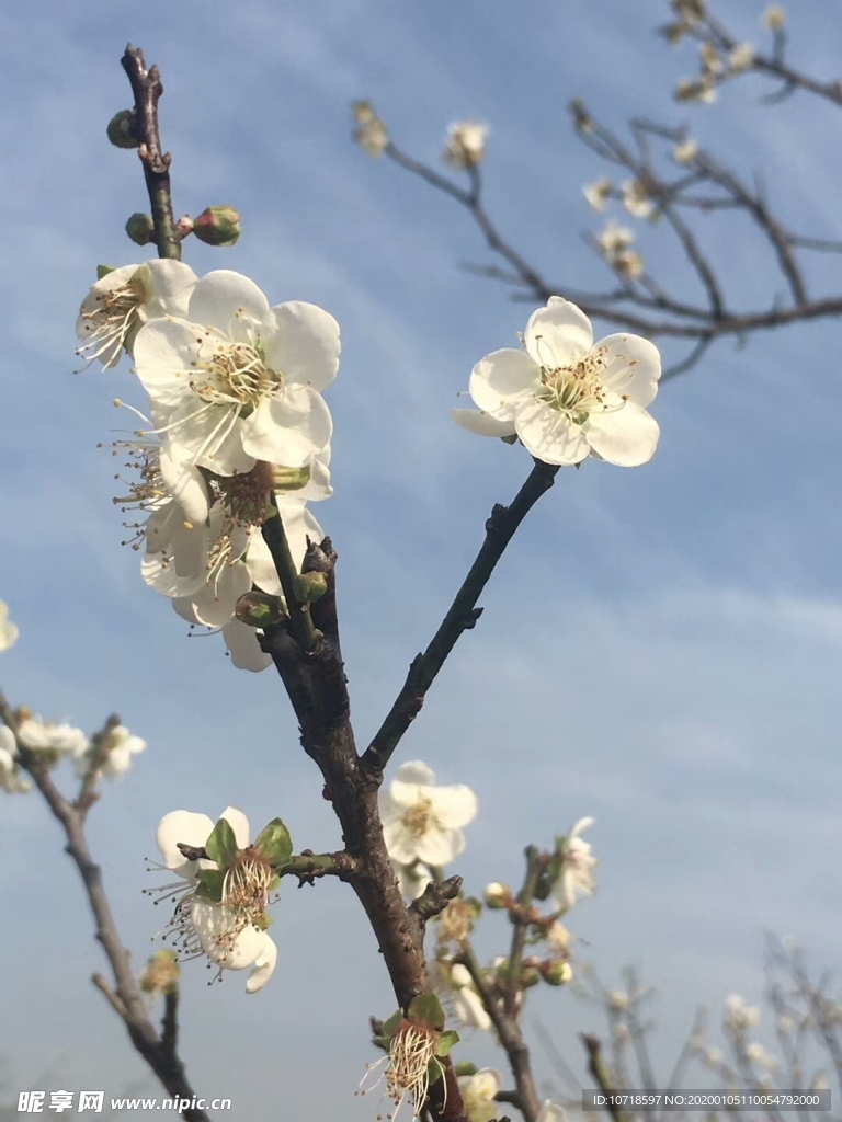 花卉鲜花