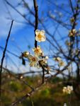 花卉鲜花