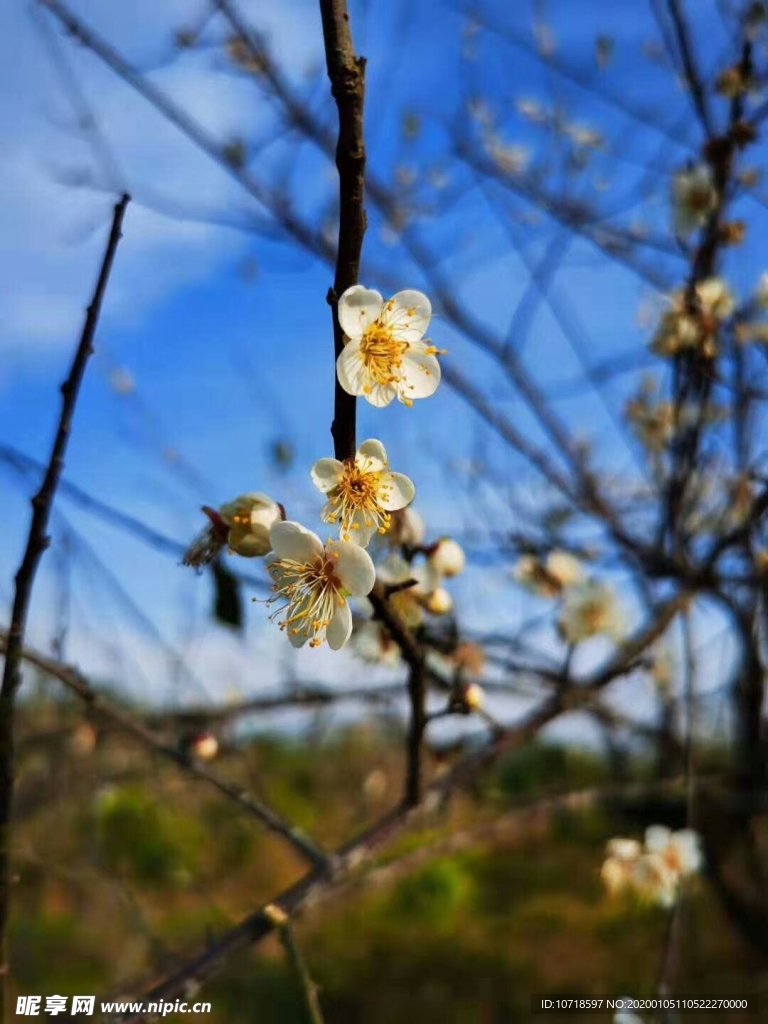花卉鲜花