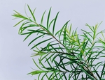 茶叶