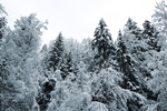 下雪森林