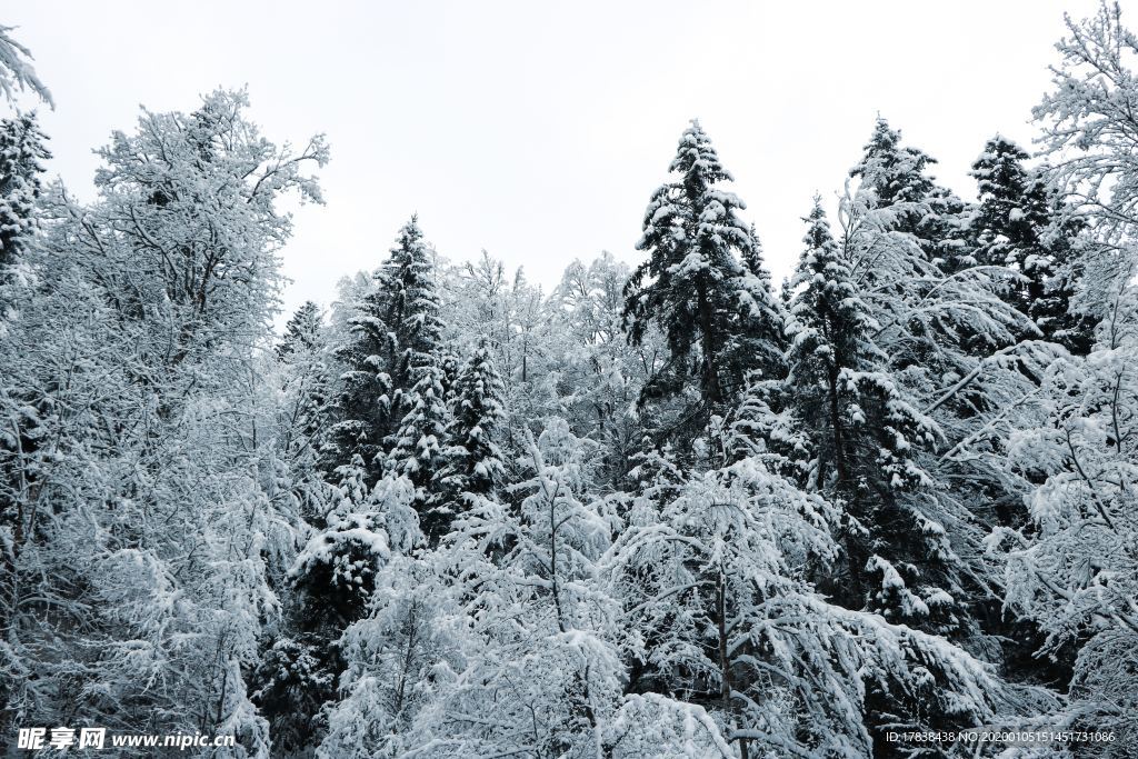 下雪森林