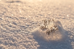 冬天雪