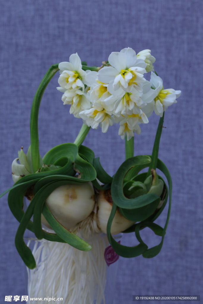 水仙花