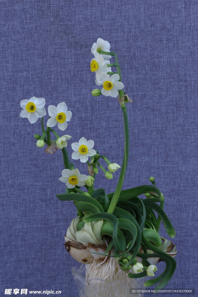 水仙花