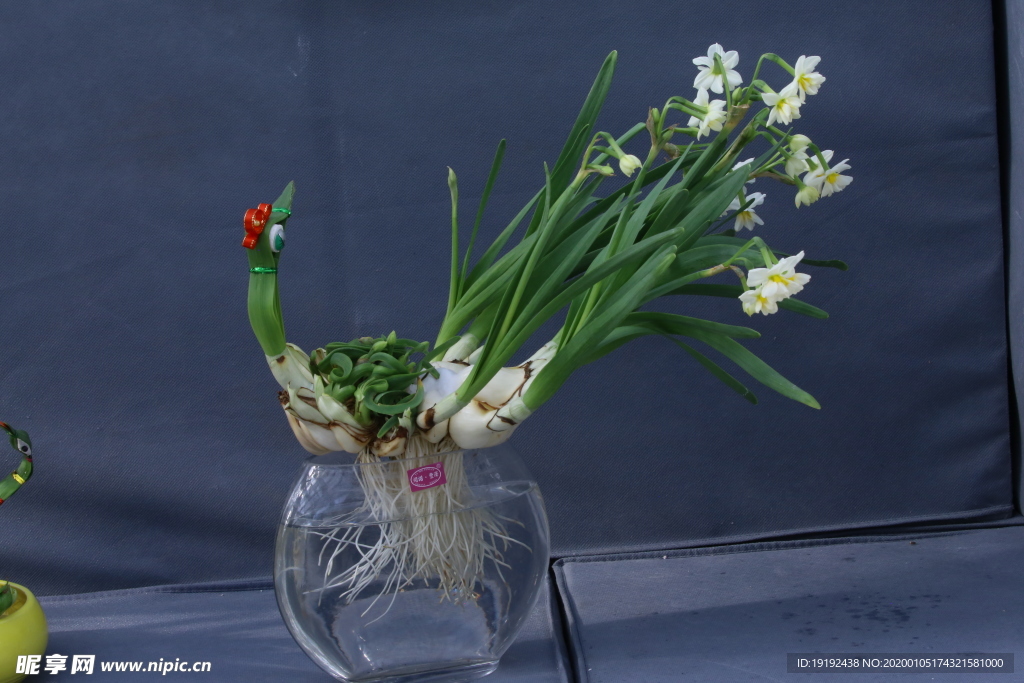 水仙花