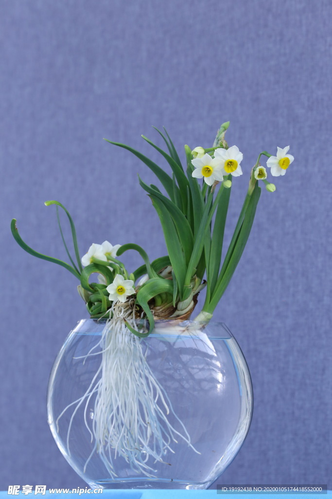 水仙花