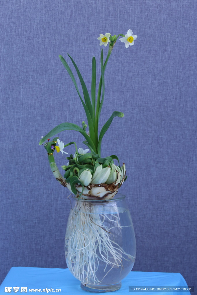 水仙花