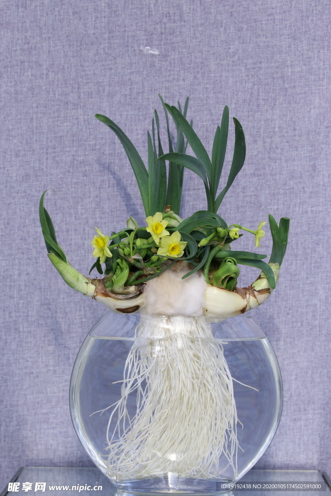 水仙花