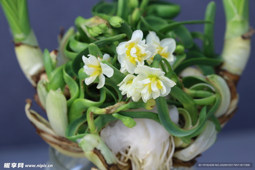水仙花