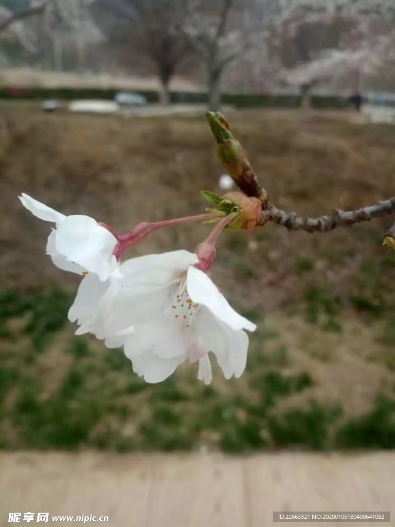 桃花