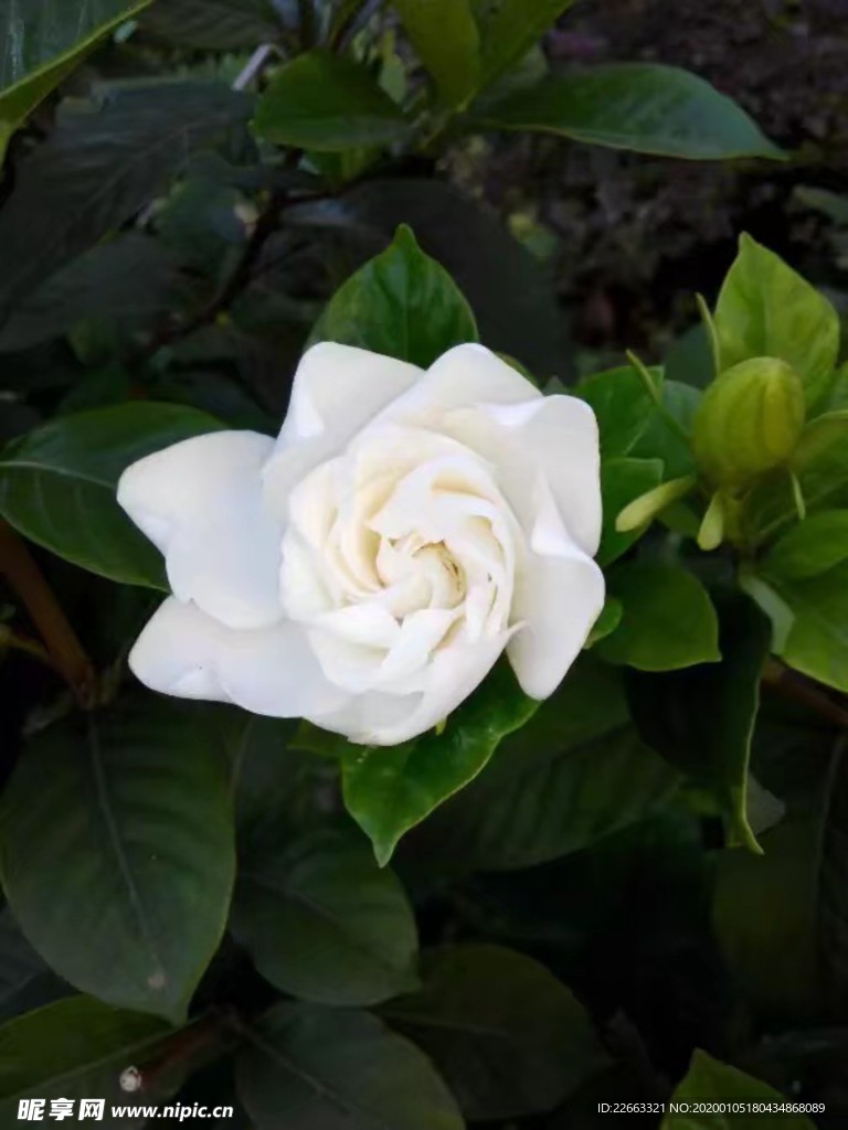 百合花