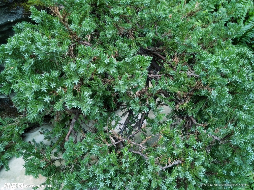 铺地柏 园林绿化 绿色植物