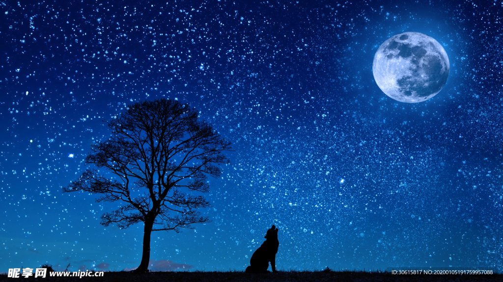 星空 狼