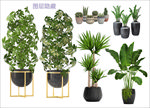 室内绿化植物