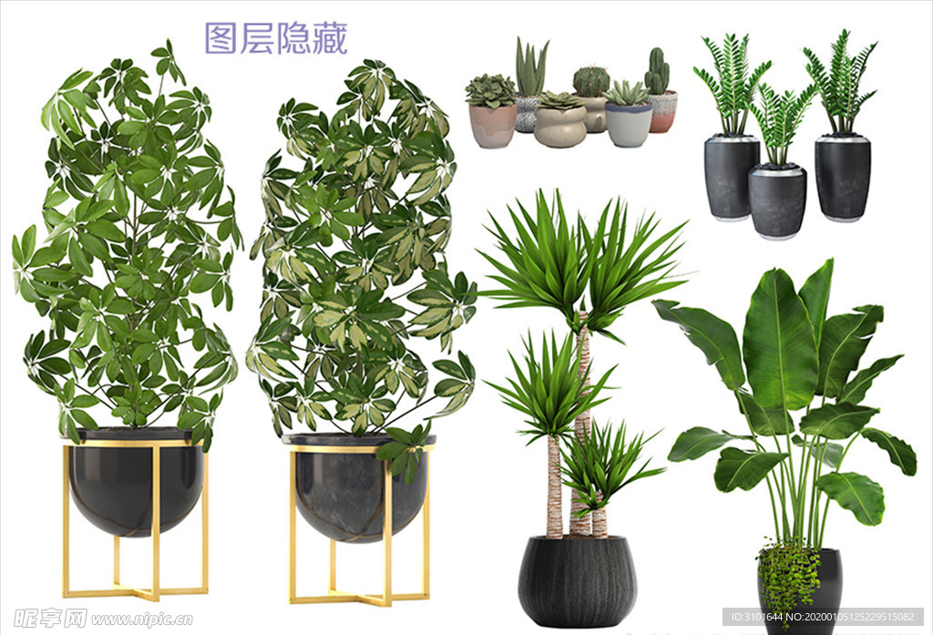 室内绿化植物