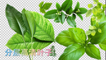 树叶 绿叶  叶子 薄荷叶