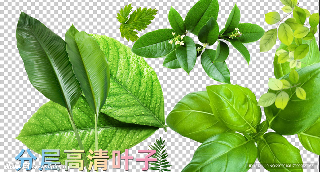 树叶 绿叶  叶子 薄荷叶