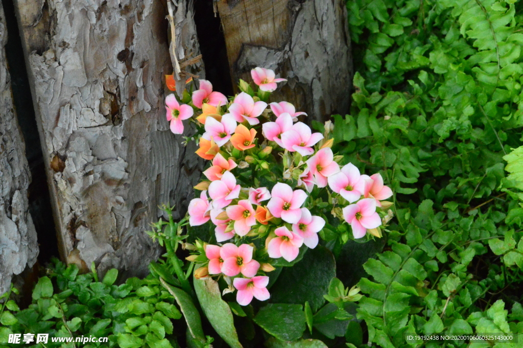 长寿花