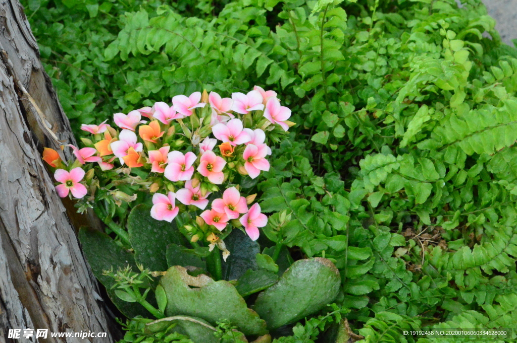 长寿花