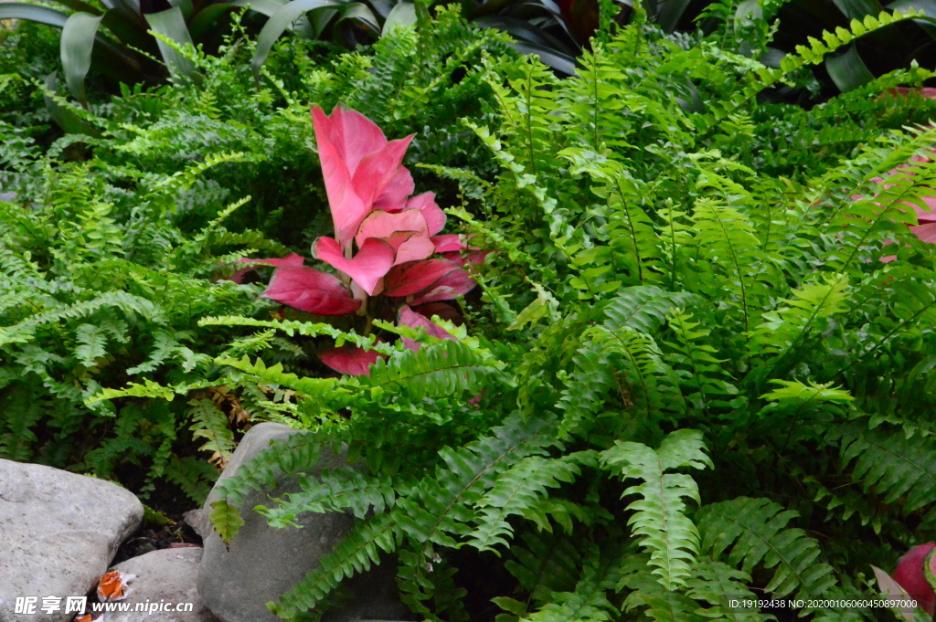 观叶植物