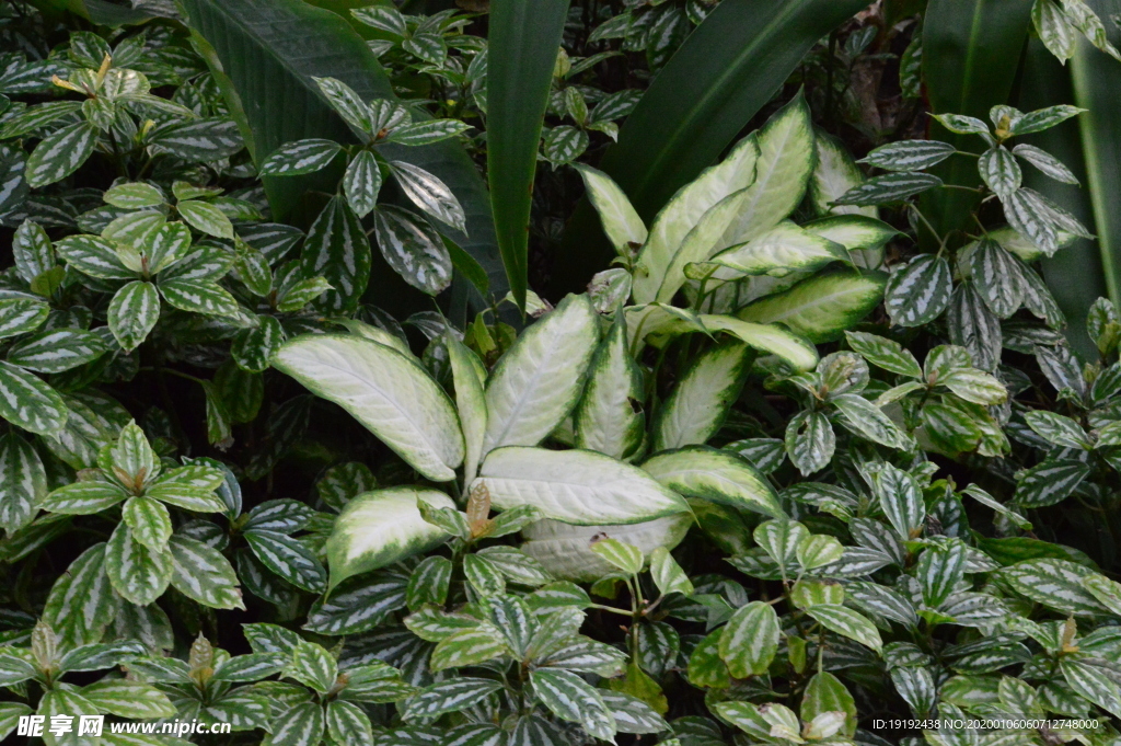 观叶植物
