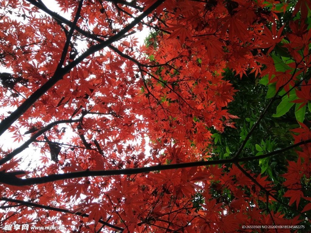 五角枫 枫树 红色枫叶  树叶