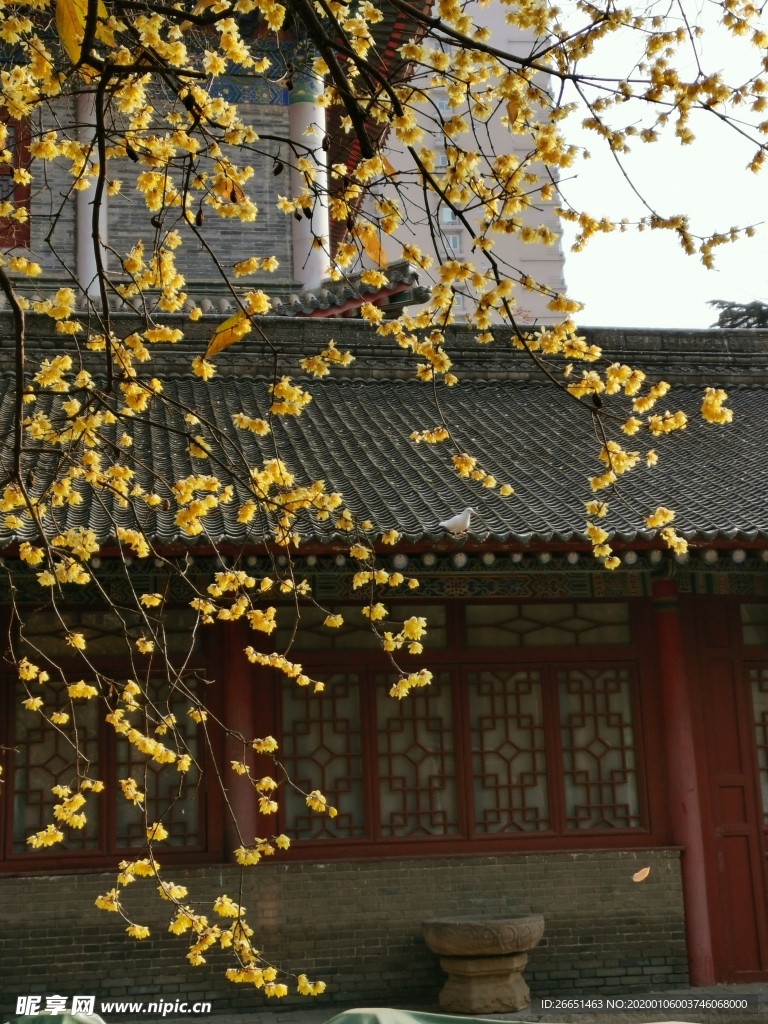 树花 屋檐和鸽子