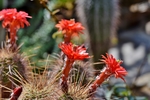 仙人掌花