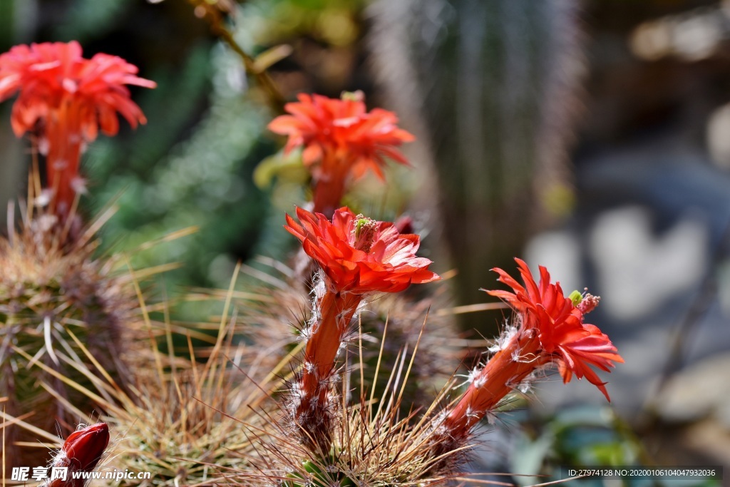 仙人掌花