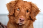 猎犬