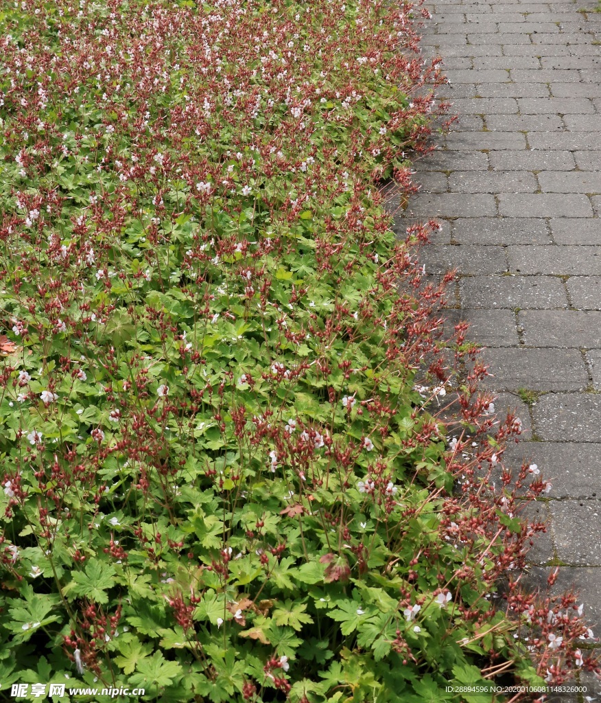 花园植物