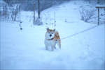 雪中的小狗