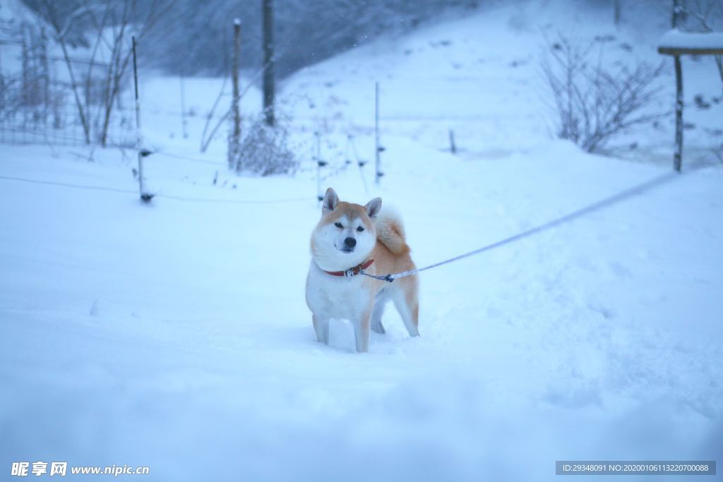 雪中的小狗