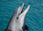 海豚