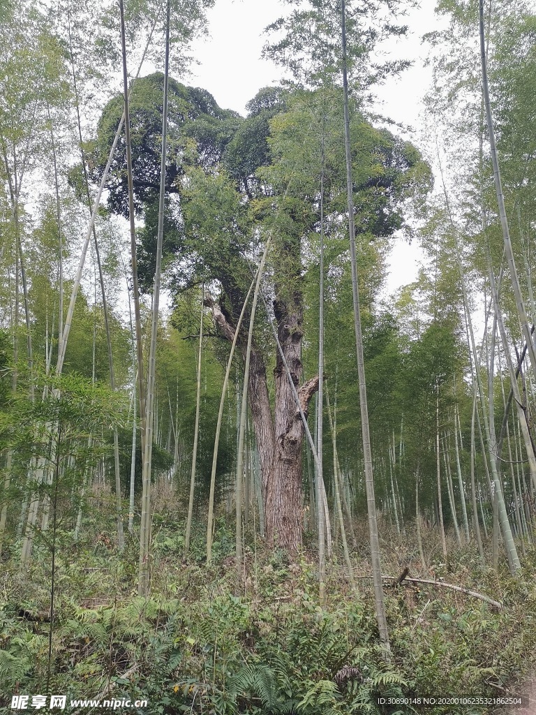 双胞胎树