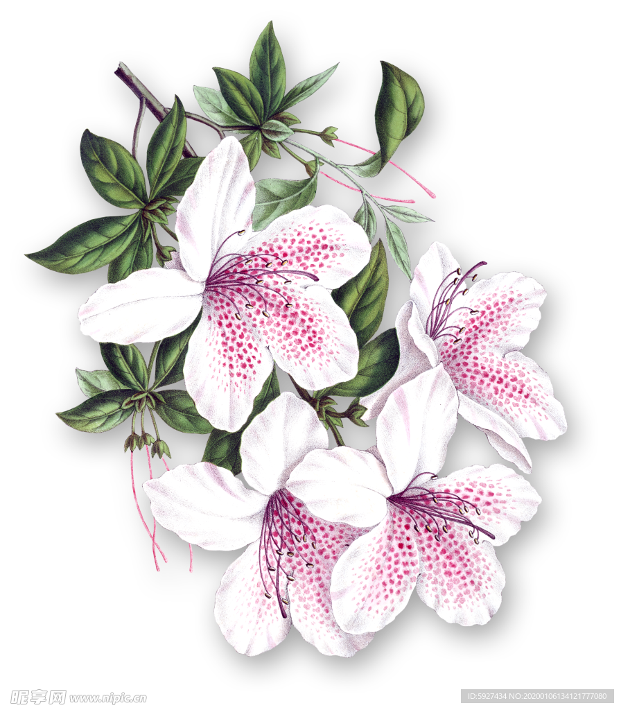 花