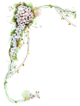 花藤