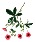 花